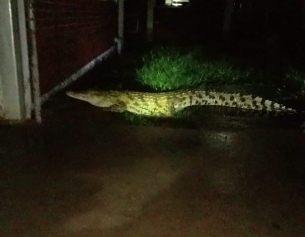 crocodile