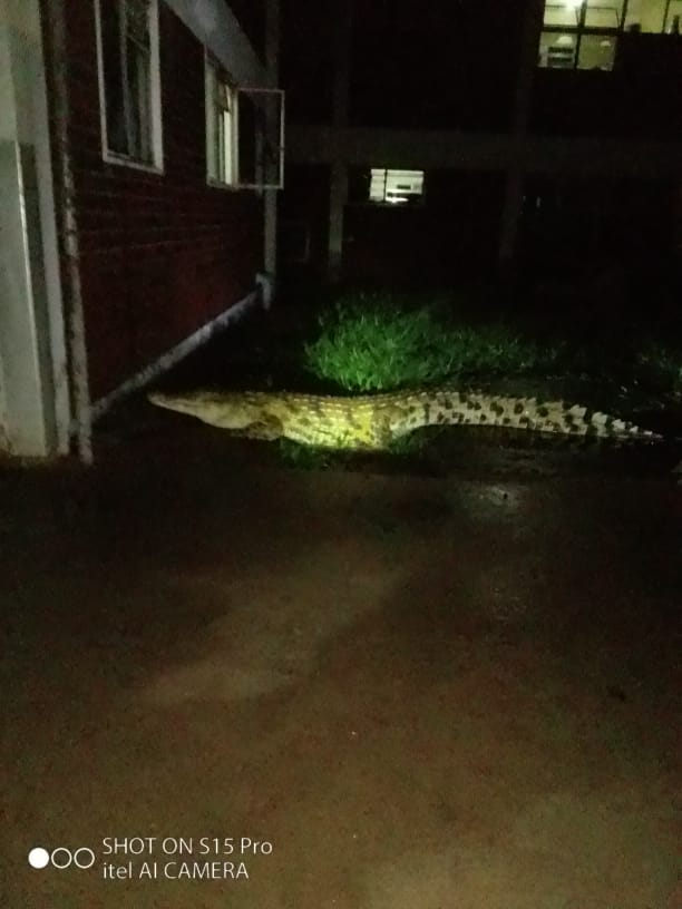 crocodile